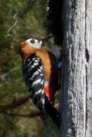 Rufous-bellied Woodpecker - William Stephens