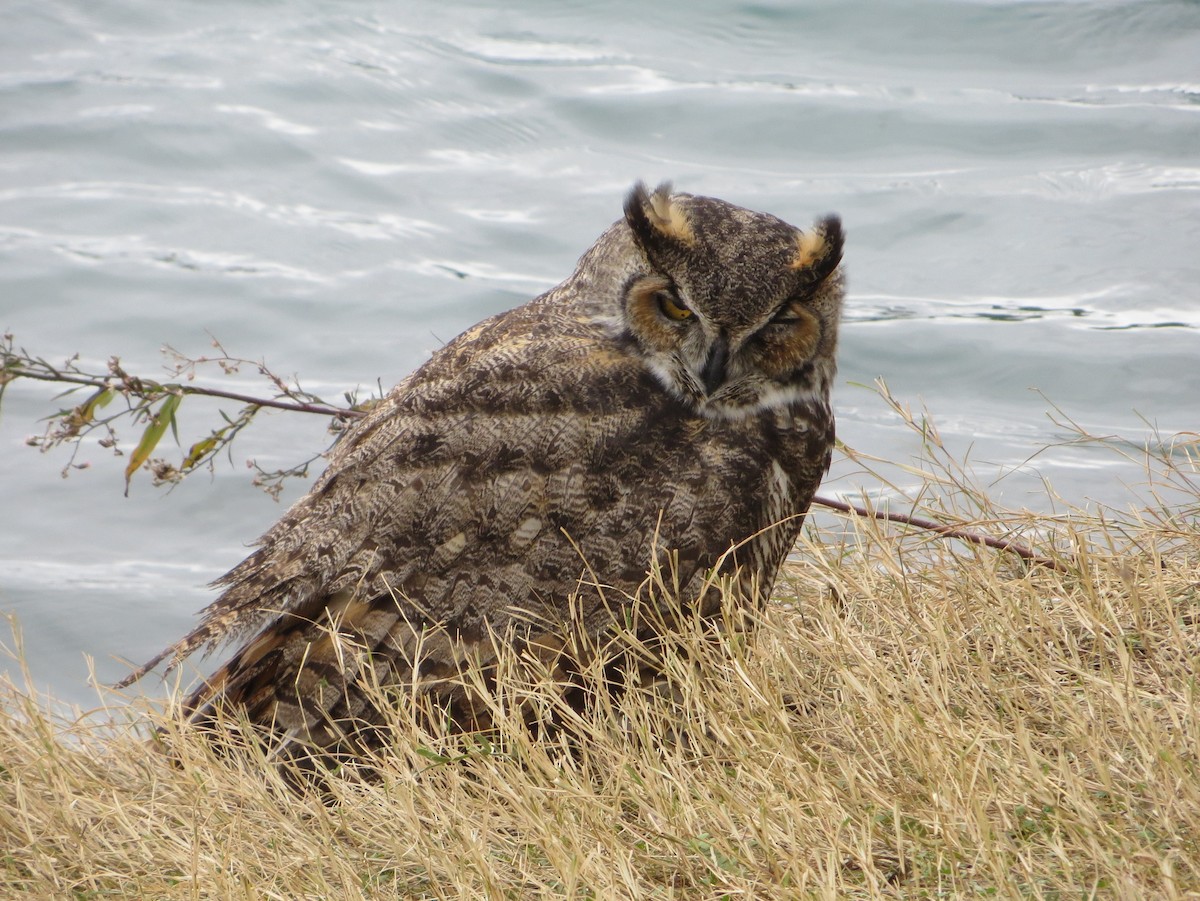 Great Horned Owl - Tom Rohrer
