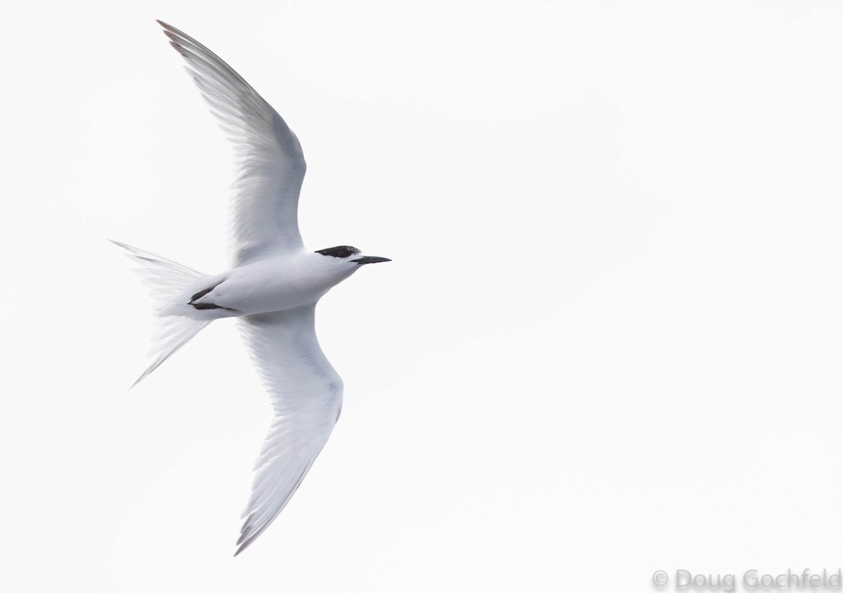 White-fronted Tern - ML197700361
