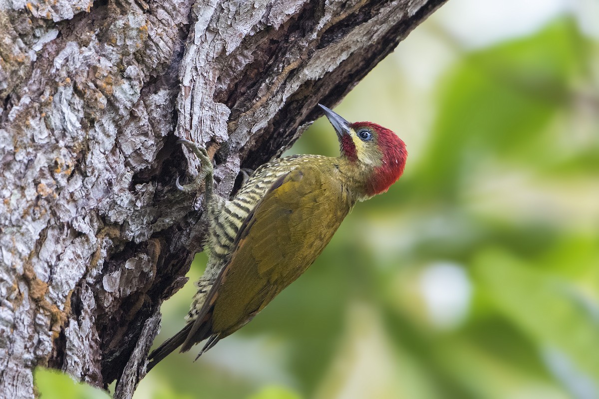 Stripe-cheeked Woodpecker - ML197701141