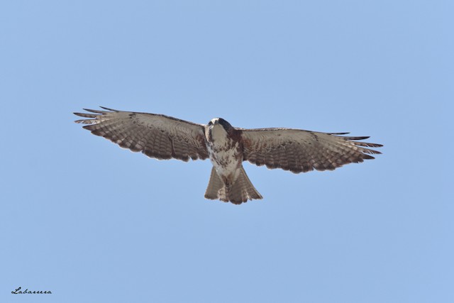 Definitive Basic White-throated Hawk - White-throated Hawk - 