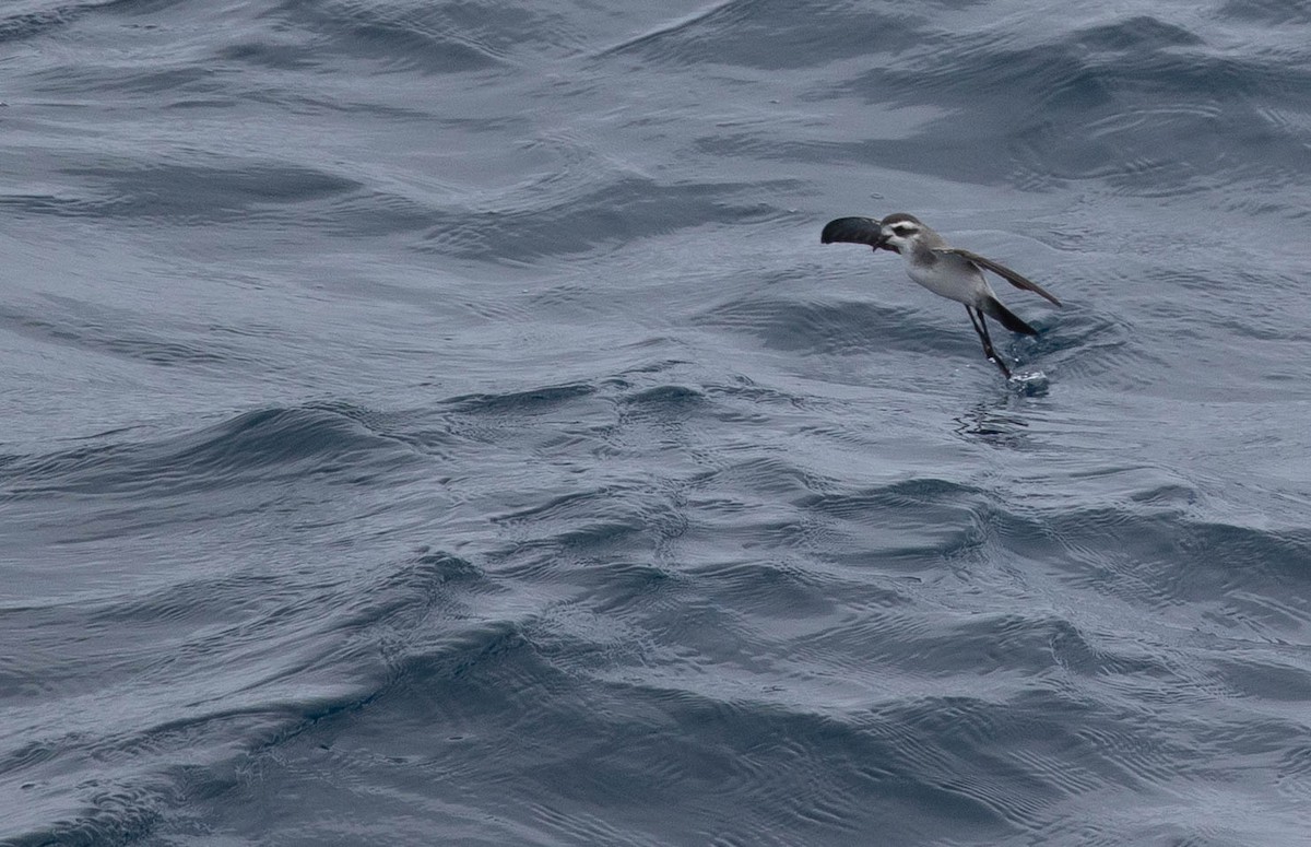 White-faced Storm-Petrel - ML197702131