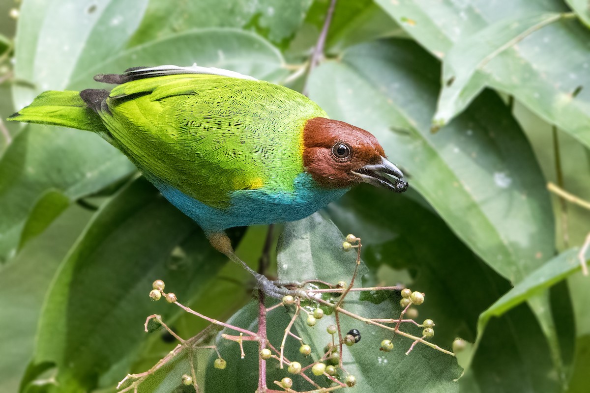 Bay-headed Tanager - ML197702291