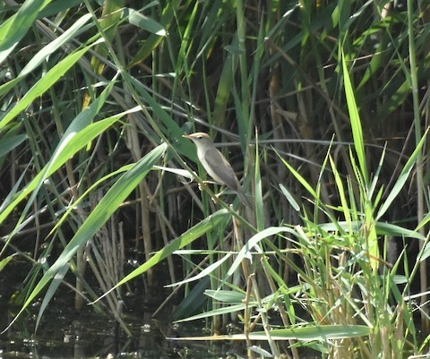 Common Reed Warbler - ML197703051