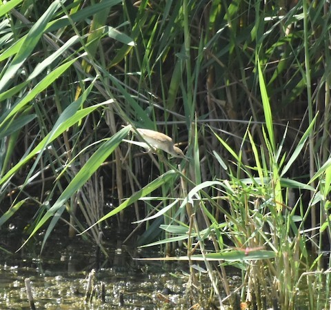 Common Reed Warbler - ML197703061