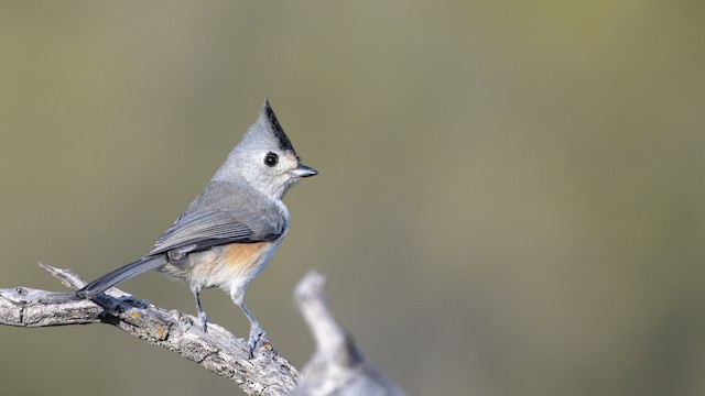 クロエボシガラ Ebird