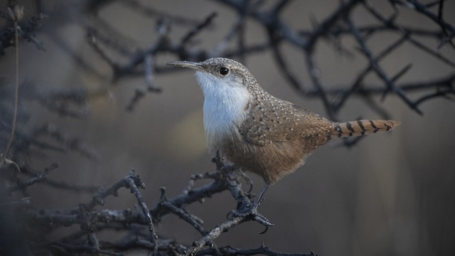 Lateral view (subspecies <em class="SciName notranslate">albifrons</em>). - Canyon Wren - 