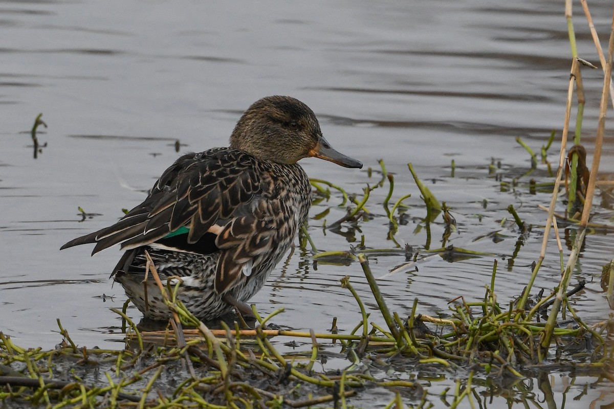 Green-winged Teal - ML197708401