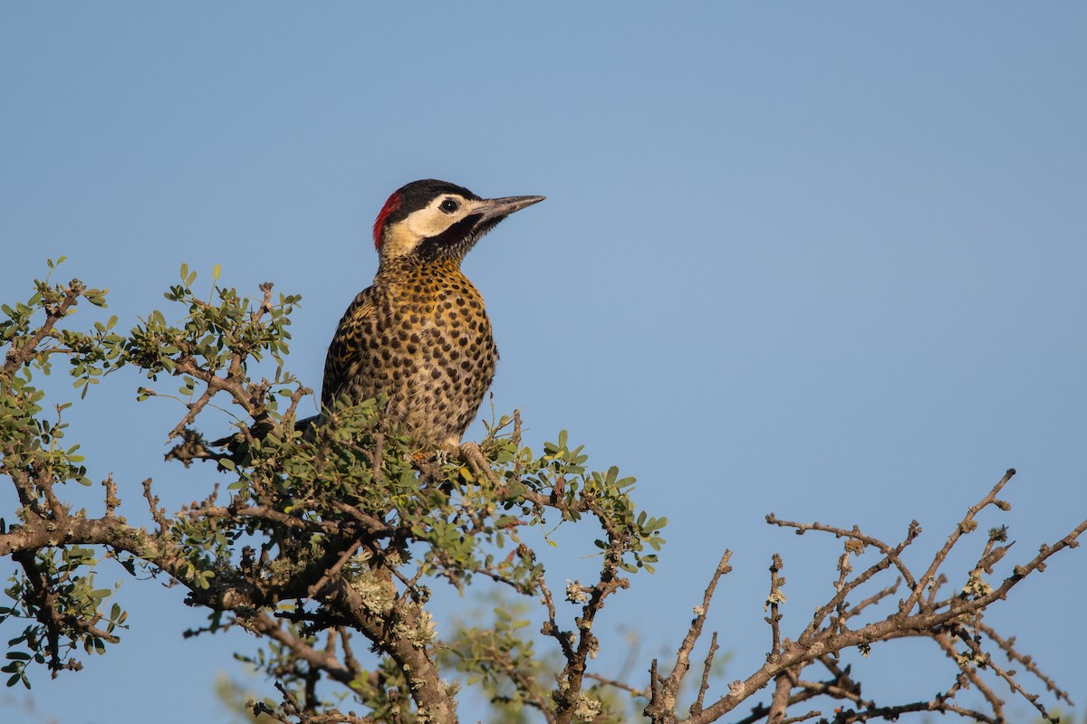 Green-barred Woodpecker - ML197711071