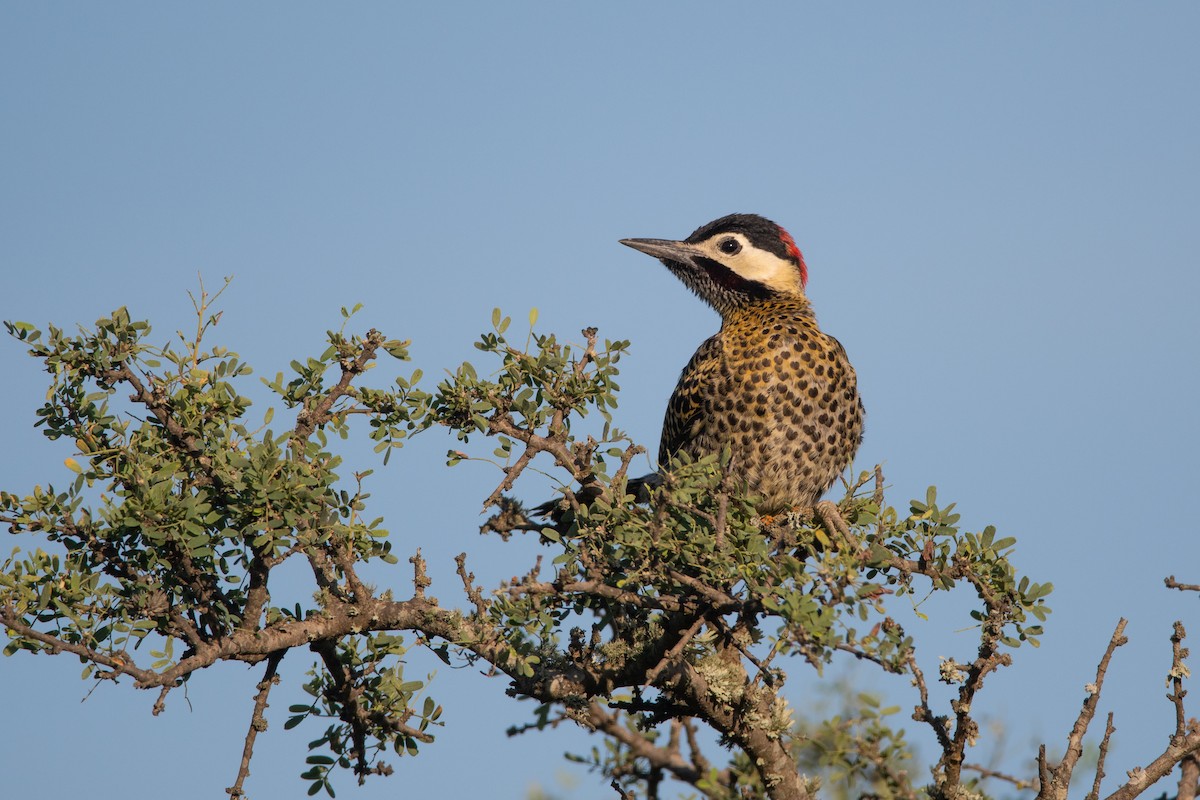 Green-barred Woodpecker - ML197711081