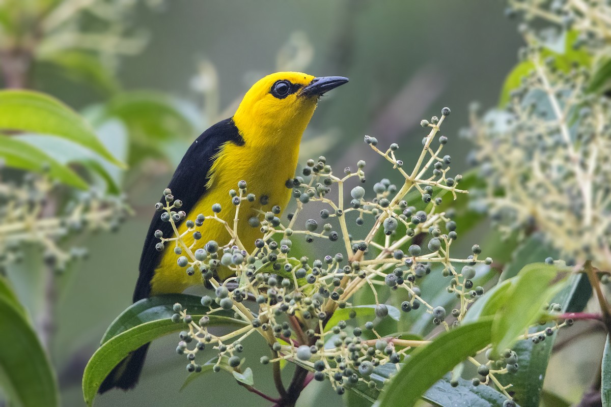 Black-and-yellow Tanager - ML197712001