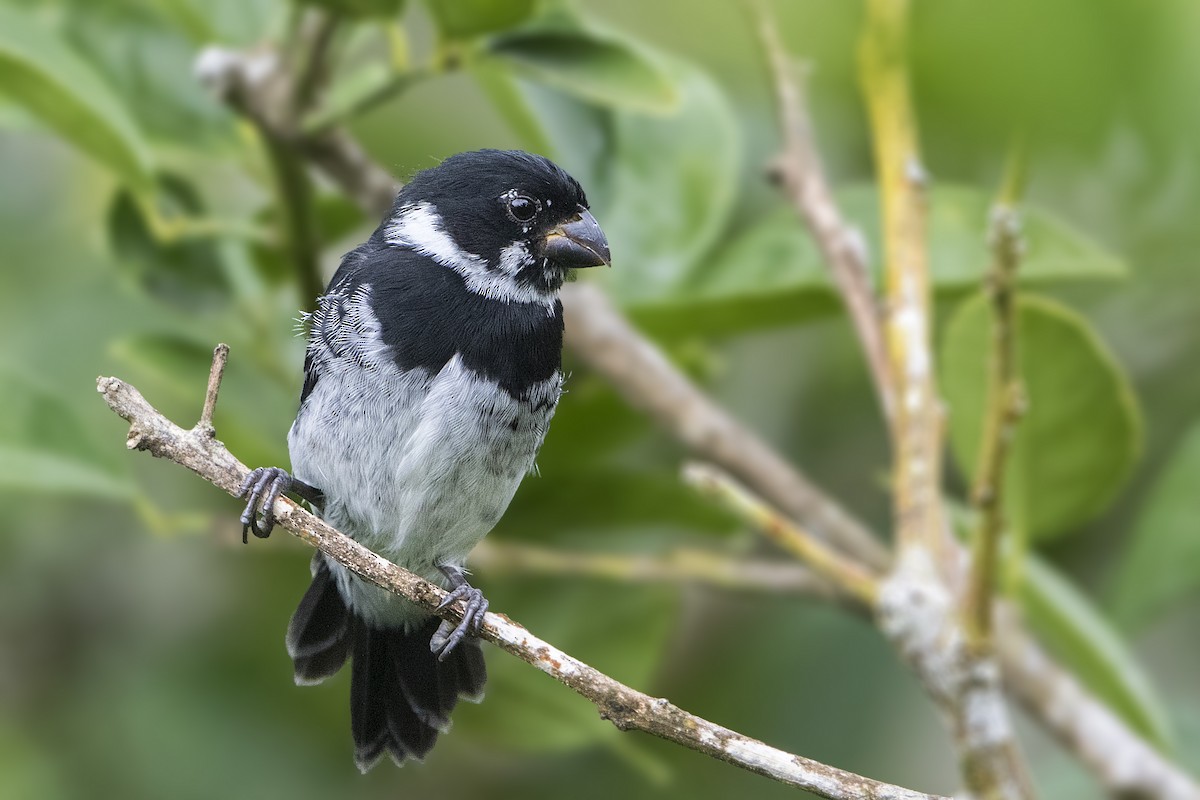 Variable Seedeater - ML197713091