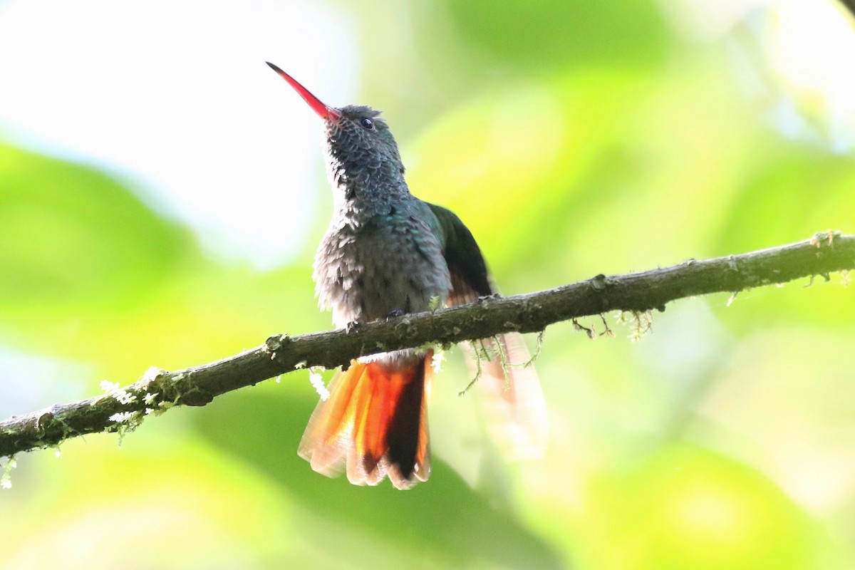 Rufous-tailed Hummingbird - ML197714621