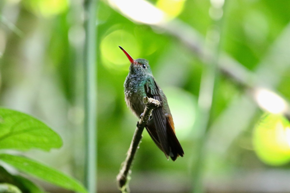 Rufous-tailed Hummingbird - ML197714761