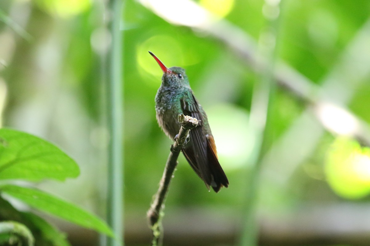 Rufous-tailed Hummingbird - ML197714771