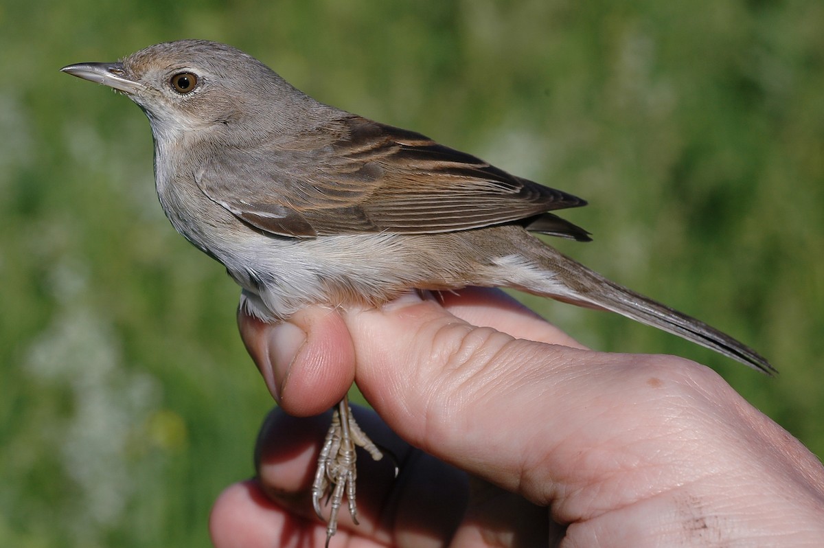 Greater Whitethroat - Peter Kennerley