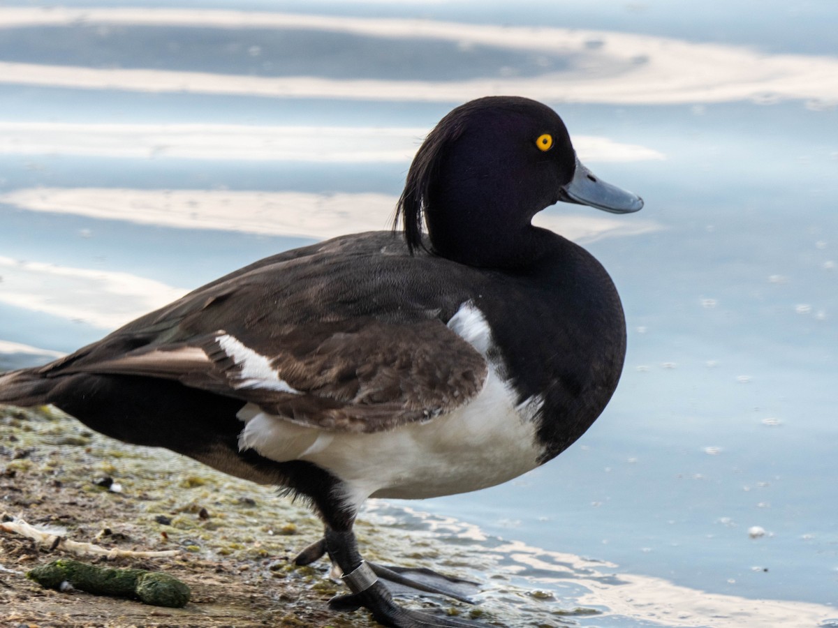 Tufted Duck - ML197723071