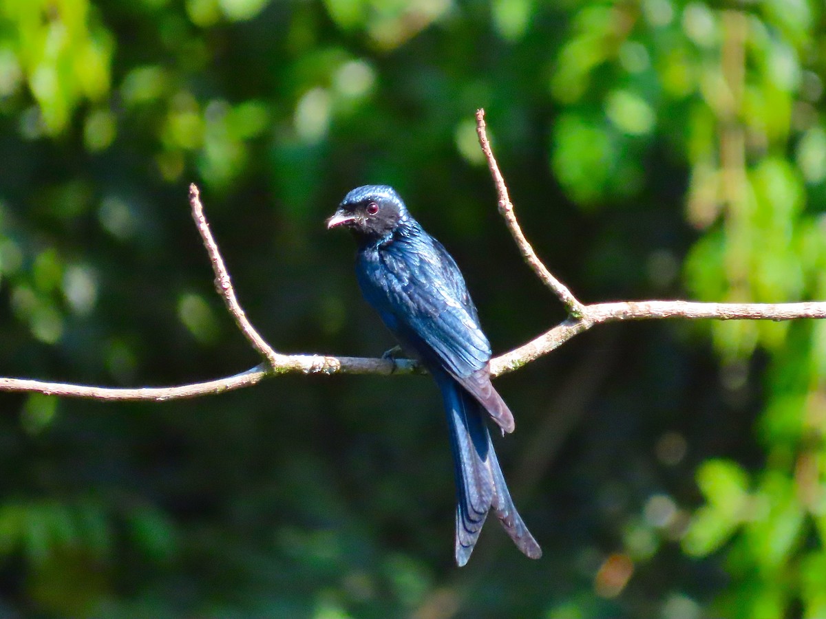 Hair-crested Drongo - ML197723161