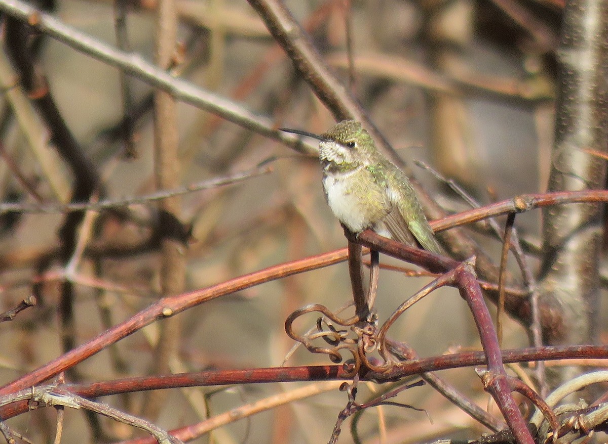 Black-chinned Hummingbird - Keith Leonard