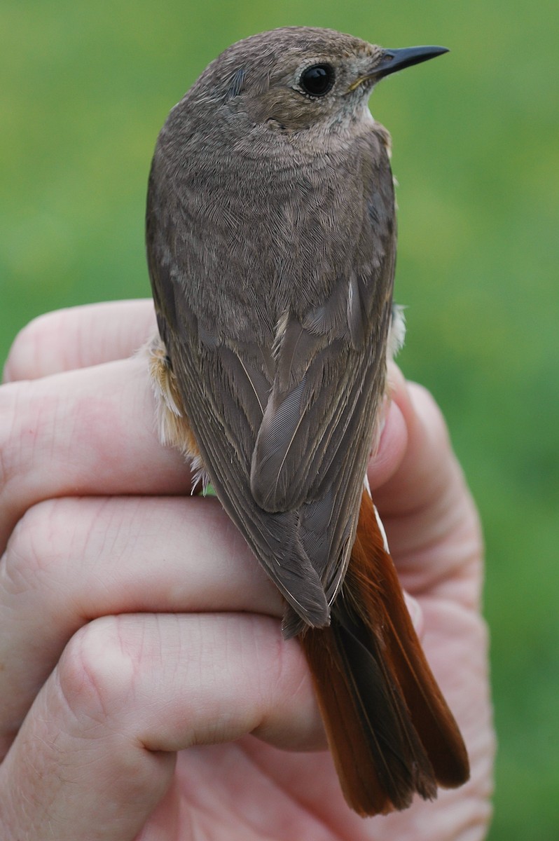 Common Redstart - Peter Kennerley