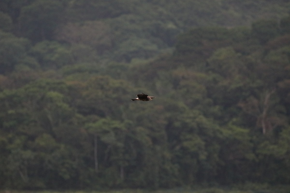 Common Black Hawk - Anupam Khanna
