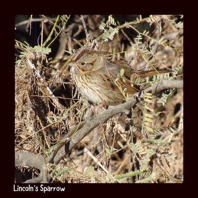 Lincoln's Sparrow - ML197738741