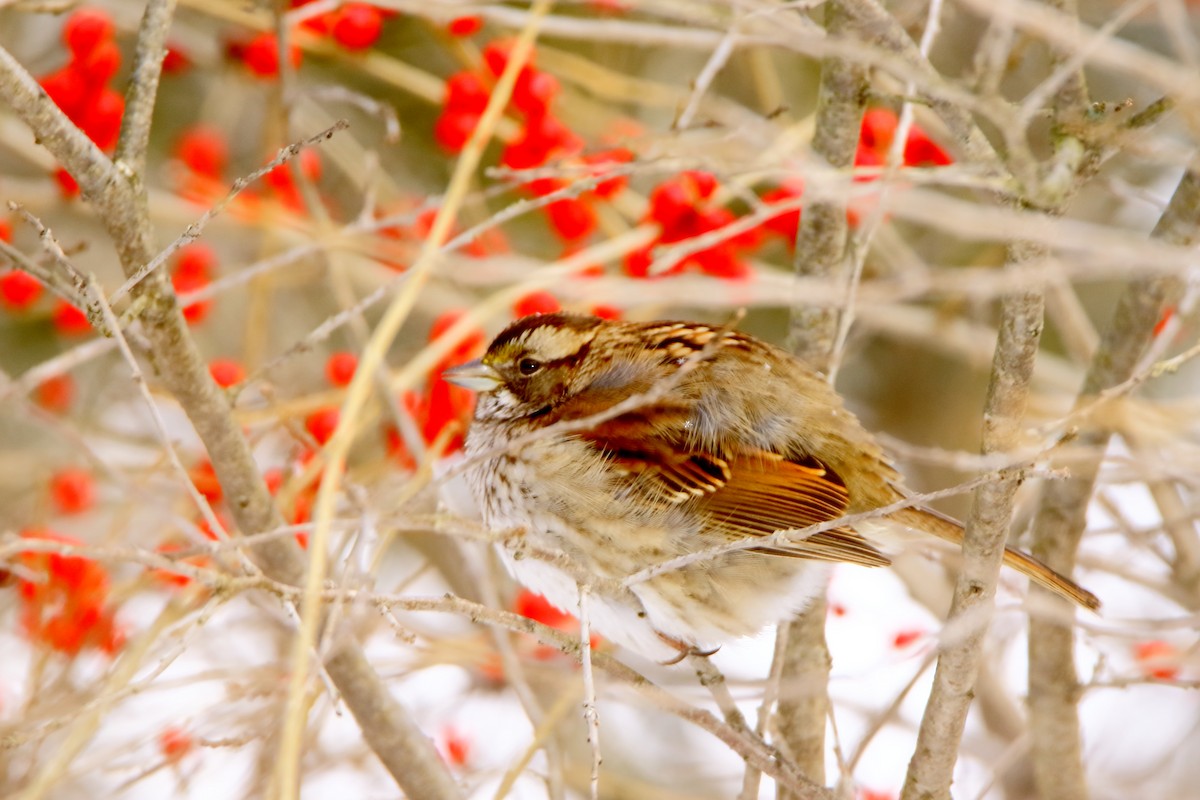 White-throated Sparrow - ML197739521