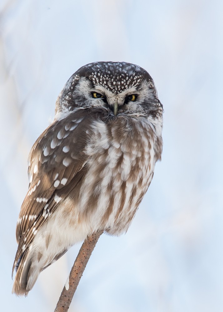 Boreal Owl - Pierre Jasmin ⚜