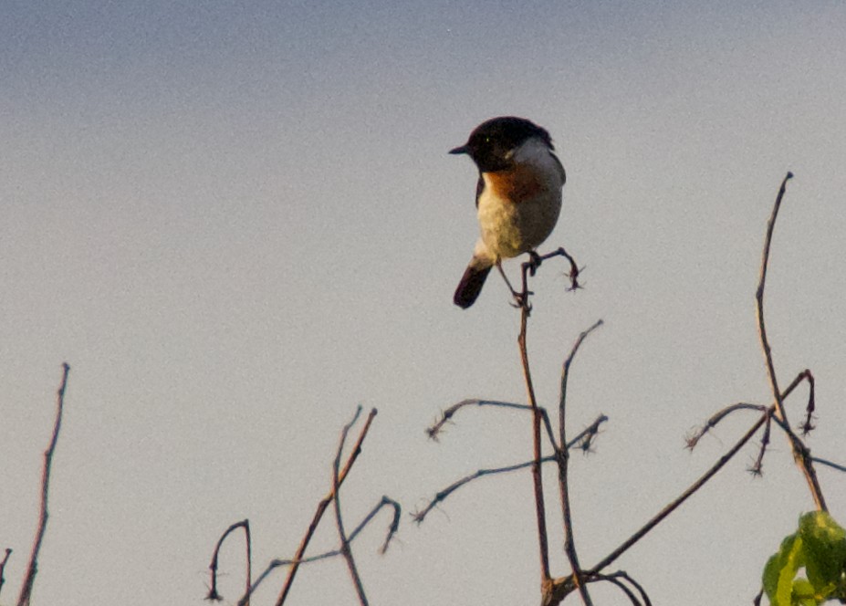 African Stonechat - ML197742731