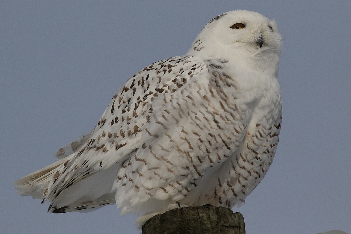 Snowy Owl - Laval Roy