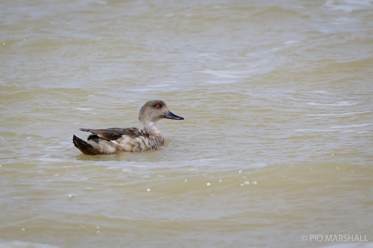 Crested Duck - ML197743681