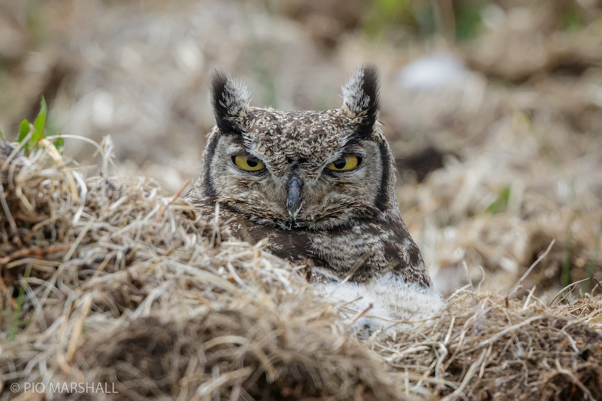 Lesser Horned Owl - ML197744121