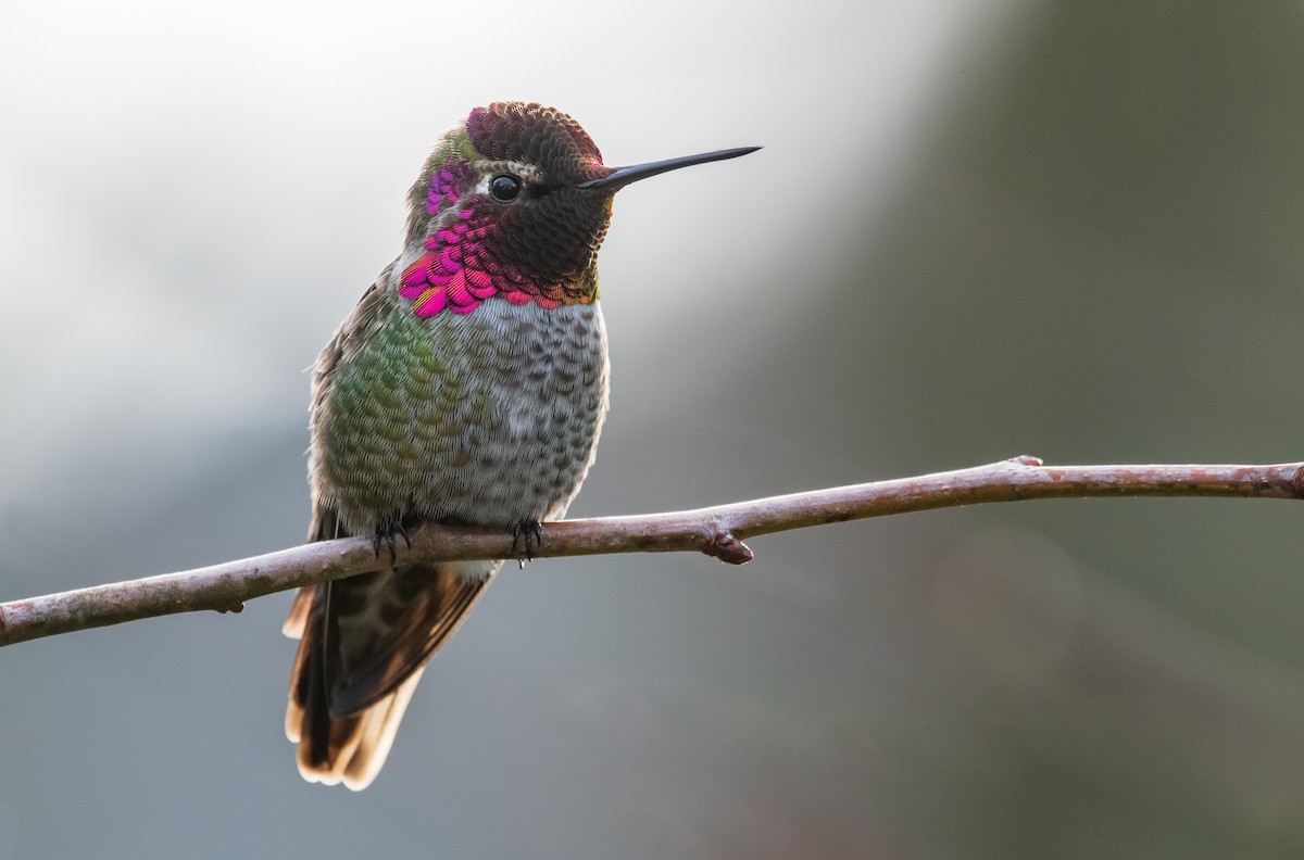 Anna's Hummingbird - ML197746041
