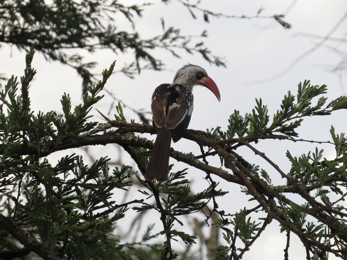 Tanzanian Red-billed Hornbill - ML197749571