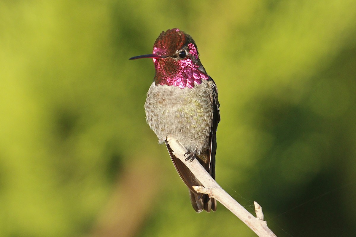 Anna's Hummingbird - ML197756051
