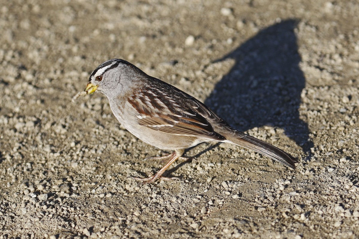White-crowned Sparrow - ML197756571
