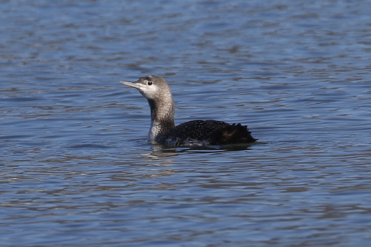Red-throated Loon - ML197756761