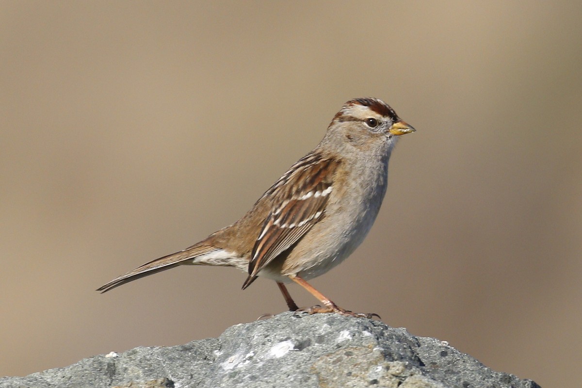 White-crowned Sparrow - ML197757151