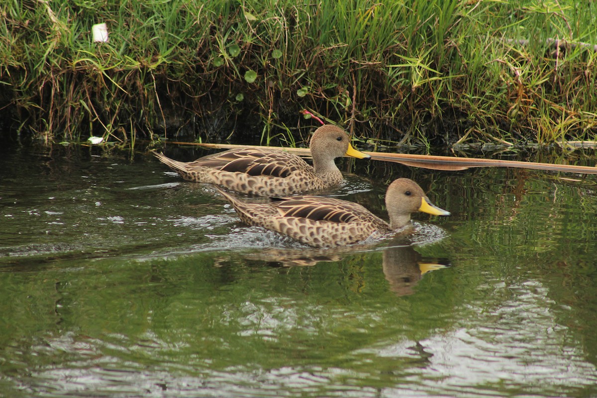 Yellow-billed Pintail (South American) - ML197762321