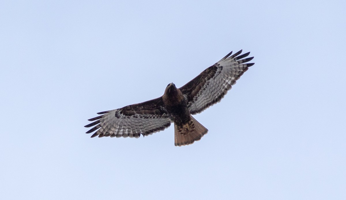 Red-tailed Hawk (abieticola) - Todd Mitchell