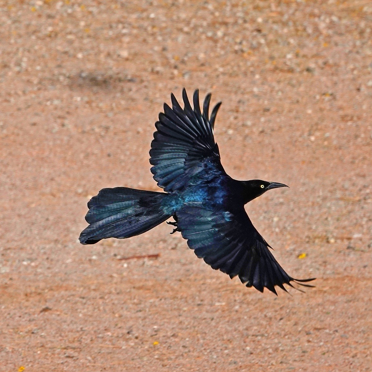 Great-tailed Grackle - Donald Sutherland