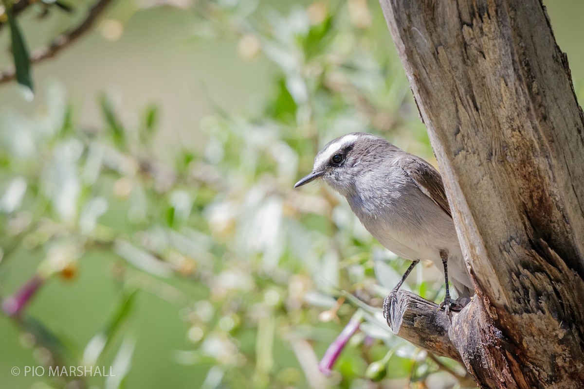 White-browed Chat-Tyrant - ML197765241
