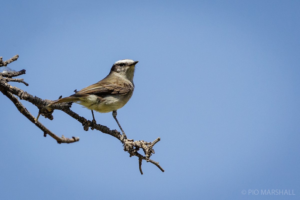 White-browed Chat-Tyrant - ML197765251