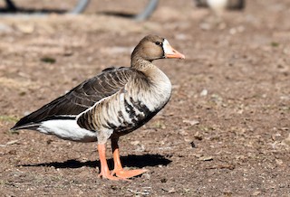 Greater White-fronted Goose, ML197768951