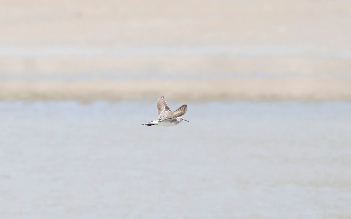 Long-toed Stint - Ged Tranter