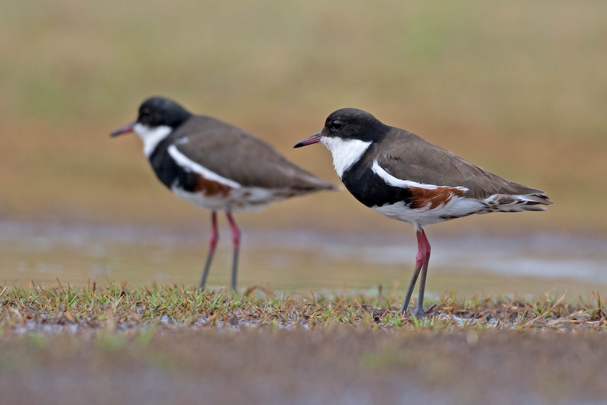 Red-kneed Dotterel - ML197776311