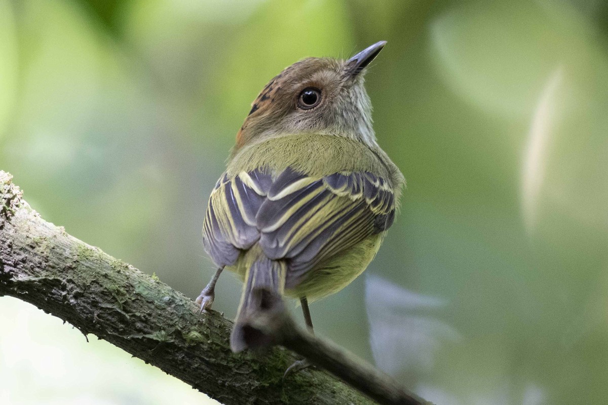 Scale-crested Pygmy-Tyrant - ML197778041