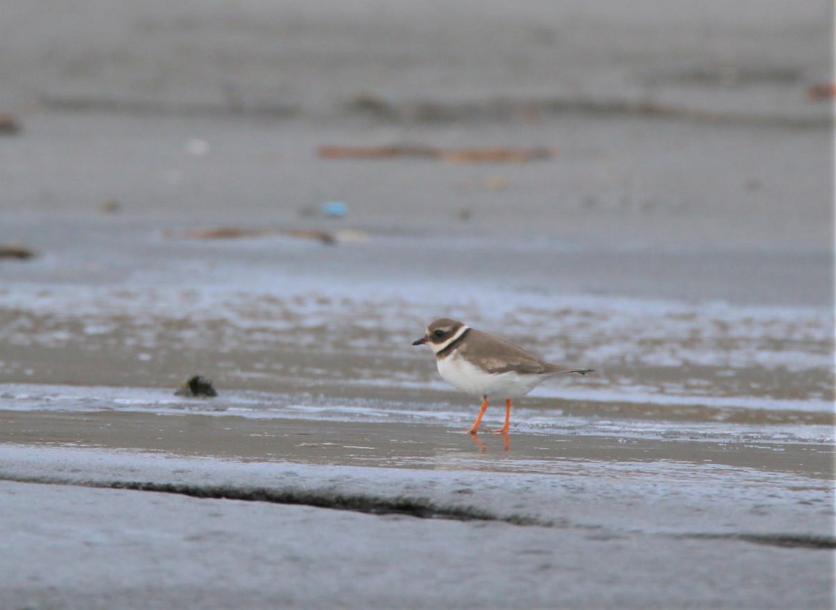 Common Ringed Plover - ML197778371