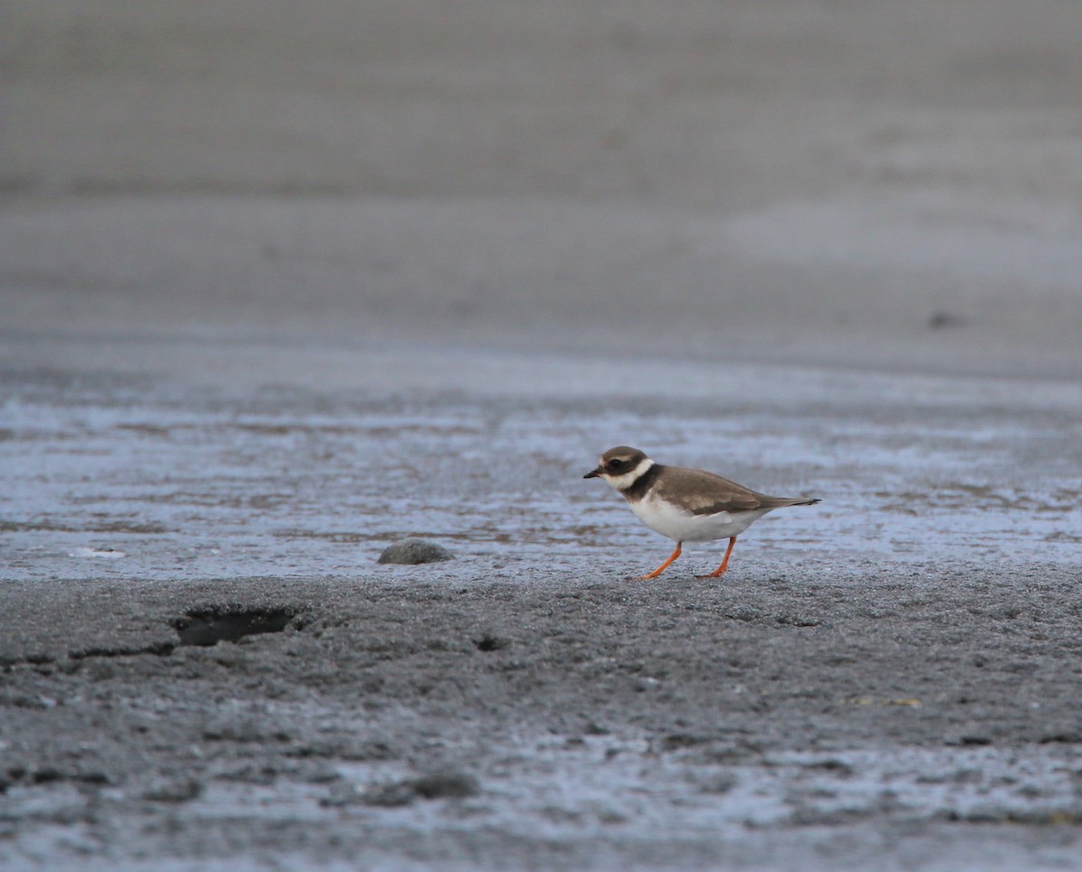 Common Ringed Plover - ML197778411