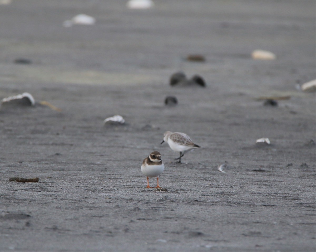 Common Ringed Plover - ML197778431